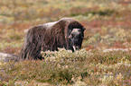 musk ox