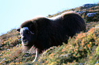 musk ox