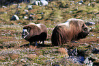 musk oxes