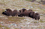 musk oxes