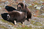 musk oxes