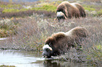 musk oxes