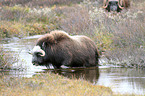 musk ox