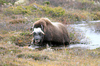 musk ox