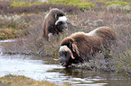 musk oxes