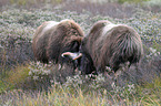 musk oxes