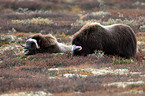 musk oxes