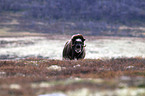 musk ox