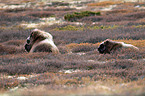 musk ox