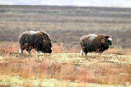 musk ox