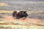 musk ox