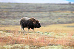 musk ox