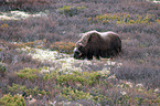 musk ox