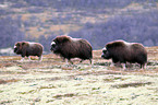 musk oxes