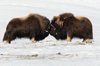 musk oxes