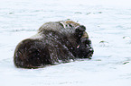 musk ox