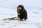 musk ox