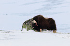 musk ox