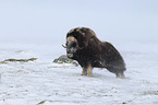 musk ox