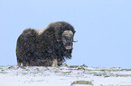 musk ox