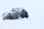 musk ox