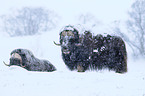 musk oxes