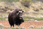 musk ox