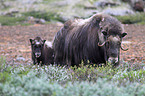 musk oxes