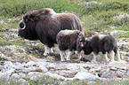 musk oxes