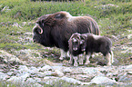 musk oxes