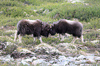 musk oxes