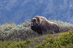 musk ox