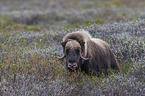 musk ox