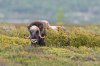 musk ox