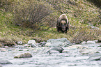 musk ox