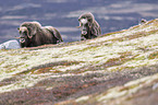 musk oxes