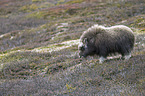 musk ox