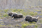 musk oxes