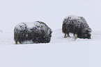 musk oxes