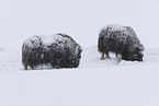 musk oxes