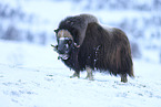 musk ox