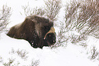 musk ox