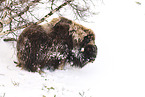 musk ox