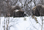 musk ox