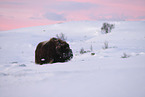 musk ox