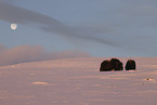 musk ox