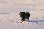 musk ox