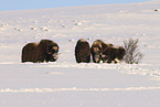 musk ox