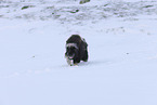 musk ox