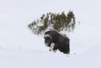 musk ox